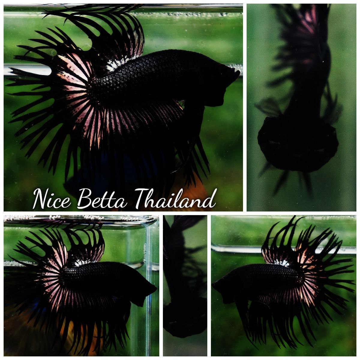 Black orchid