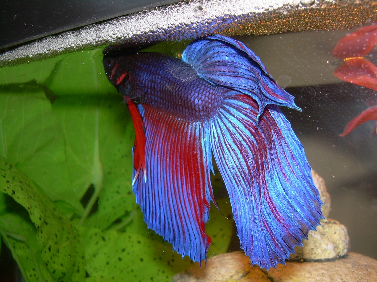 Jantan Betta splendens menjaga sarang busa di bawah daun