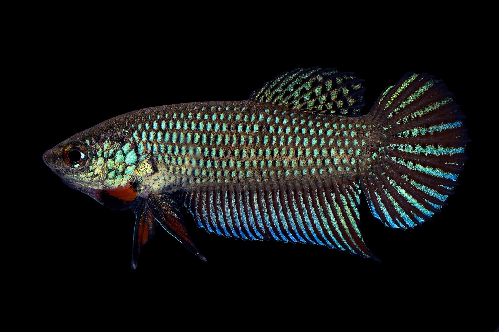 Betta smaragdina